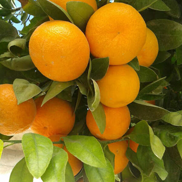 پرتقال خوشه اي
