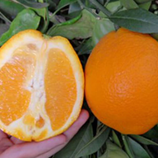 پرتقال تامسون